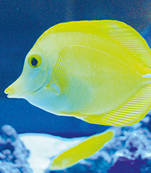 Detailaufnahme eines Fisches im Meerwasseraquarium